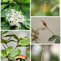 バラ,ビレア(マレーシアシャクナゲ),ミニサンダンカ,白い花,花のある暮らしの画像