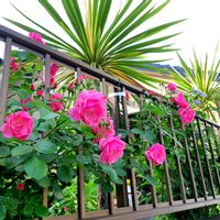 コルジリネ,バラ アンジェラ,花のある暮らし,フェンスの画像