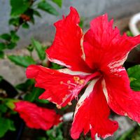 サクランボ,サンパラソル,ハイビスカスフラミンゴ,赤い花,夏の花の画像