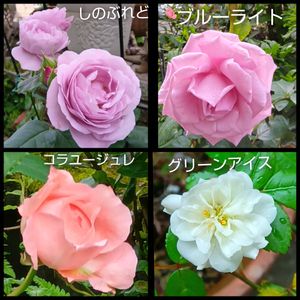 ミニ薔薇グリーンアイス,薔薇 しのぶれど,鉢植え,地植え,花のある暮らしの画像