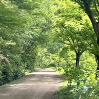 オオデマリ,シライトソウ,もみじ,神戸市立森林植物園の画像