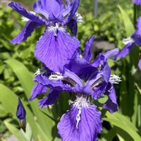 イチハツ,和名・鳶尾草,トビオクサ,青い花,アヤメ科の画像