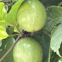 パッションフルーツ,沖縄の果実,お出かけ先の画像