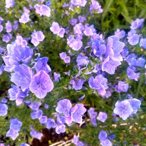 種まき,花のある暮らし,植物のある暮らし,花好きさんと繋がりたい,エキウムブルーベッターの画像