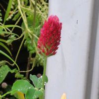 ストロベリーキャンドル,赤い花,お花,うれしい！,プランター栽培の画像