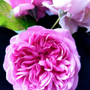 ローズアントワネット,ローズアントワネット,いい香り,切り花を楽しむ,ばら バラ 薔薇の画像