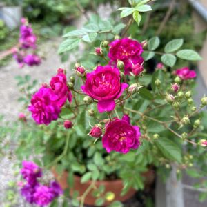 ミニバラ　スイート・チャリオット,鉢植え,いい香り,シェードガーデン,バラ・ミニバラの画像