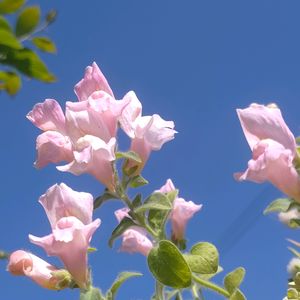 キンギョソウ,キンギョソウ  シルバードラゴン,種まき,花のある暮らし,癒しの植物の画像