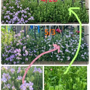 ネメシア,グランドカバー,強いぞ！！,千葉県,私のお庭の画像