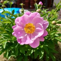 クンシラン,シャクヤク,花のある暮らし,小さな庭の画像