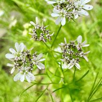 パクチー,ハーブ,花壇,セリ科,花咲く乙女たち♡の画像