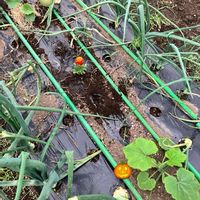 マリーゴールド,メロン,かぼちゃ,混植家庭菜園,混植栽培の画像