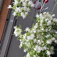 リプサリス,リプサリス青柳,垂れ下がる植物,リプサリス青柳の花の画像