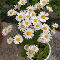 ノースポール,植物,お花,白い花,花のある暮らしの画像