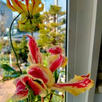 グロリオサ,グロリオサ・ロスチャイルディアナ,花のある暮らし,北海道から,魅惑の花の画像