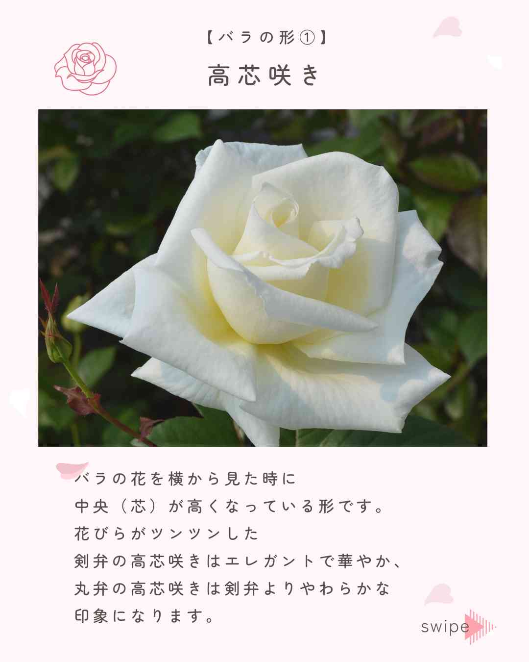 バラの投稿画像 by 京成バラ園芸(株)バラ営業部さん｜ガーデニングと