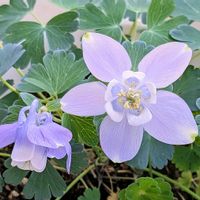 オダマキ,ベランダガーデン,癒しの時間,咲いてくれてありがとう❤,今日のお花の画像