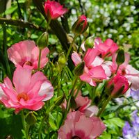 チューリップ,ラナンキュラス,かわいい,花のある暮らし,春ですねの画像