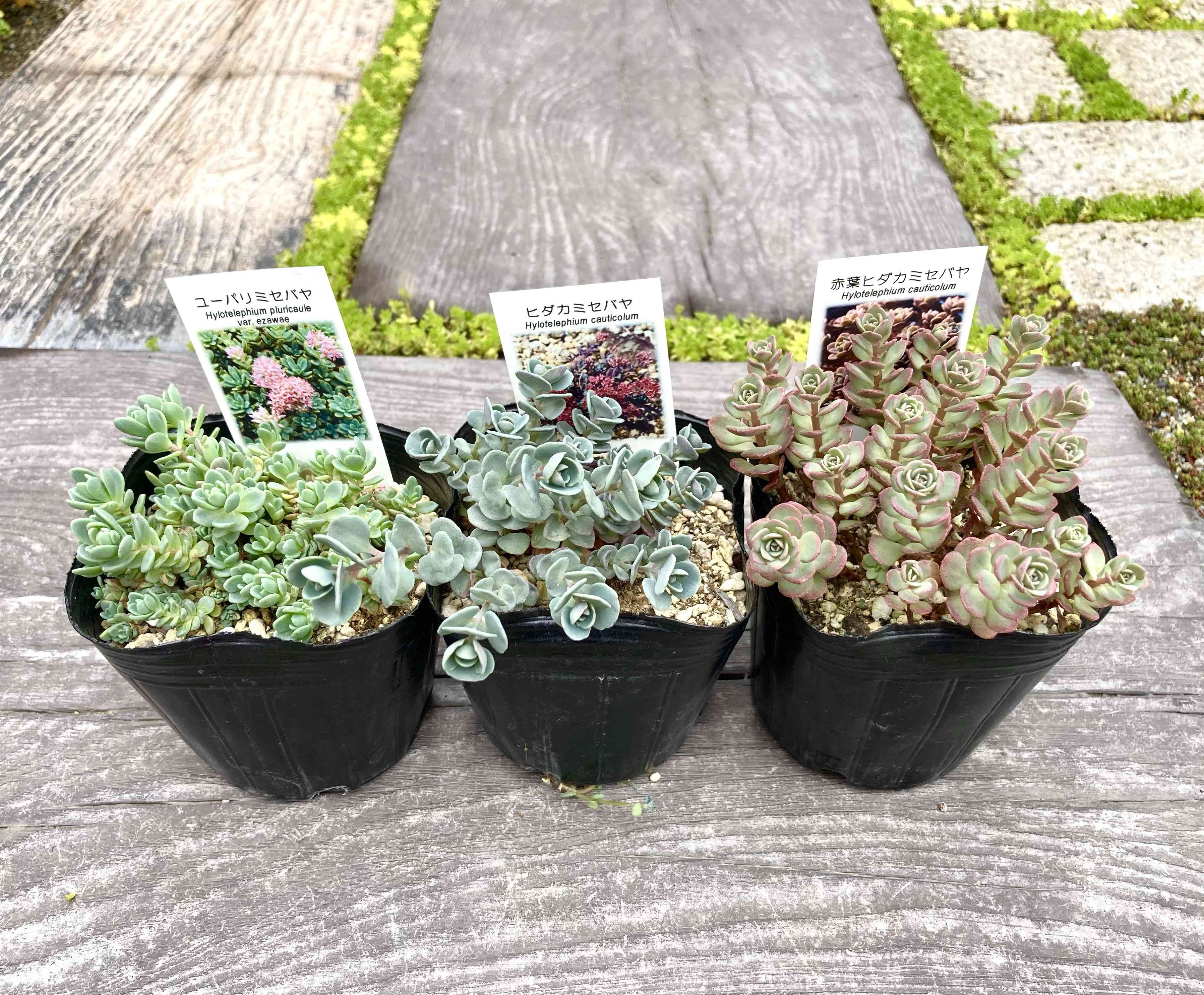 多肉植物③斑入りミセバヤ3カット(カットに付き根っこ有りません)