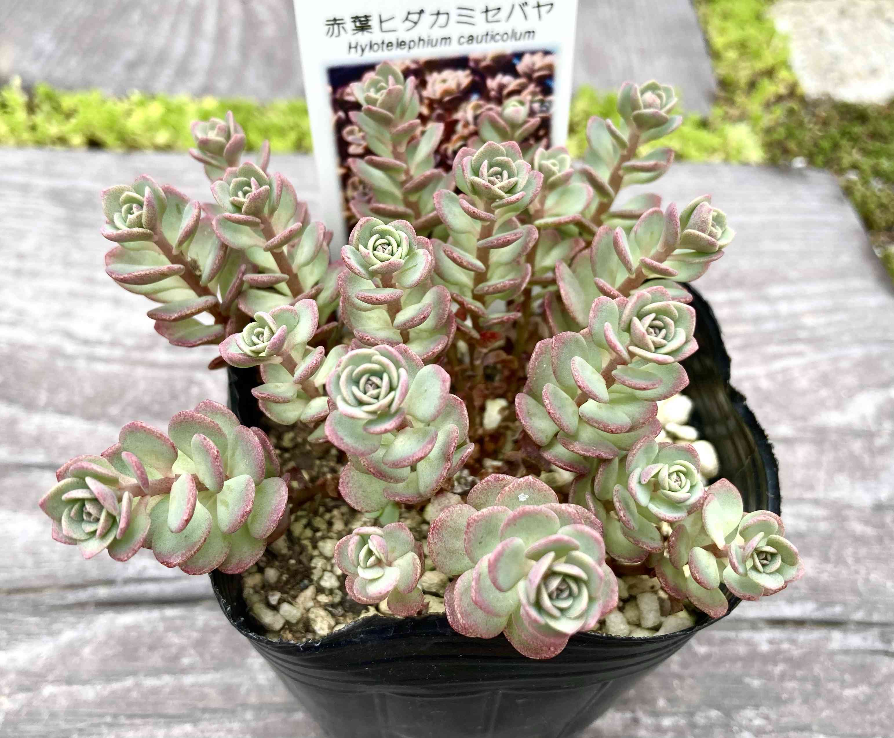 ６月いっぱい♡赤葉日高ミセバヤ カット苗 多肉植物 多肉植物の投稿画像 by はなずきんさん｜日高ミセバヤとヒダカ