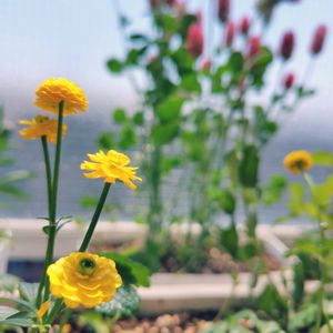 ラナンキュラス,耐寒性,バルコニーガーデニング,可愛い小花,耐暑性の画像