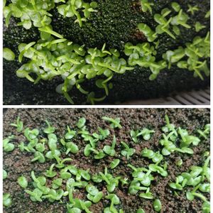 メストクレマ マクロリズム,多肉植物,塊根植物,実生,コーデックスの画像