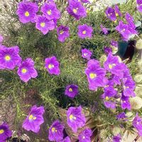 ニーレンベルギア オーガスタ,初心者,ベランダガーデニング,プランター,花が咲いたの画像