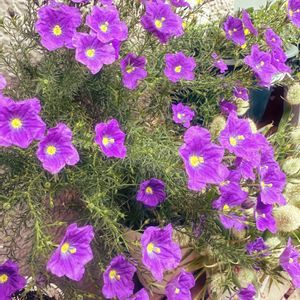 ニーレンベルギア オーガスタ,初心者,ベランダガーデニング,プランター,花が咲いたの画像