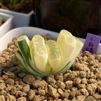 玉扇錦,多肉植物の画像