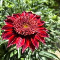 クレマチス ジョセフィーヌ,宿根ガザニア　サンバザーズ　オトミ,かわいい,ガーデニング,花のある暮らしの画像