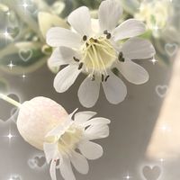 斑入りシレネ　ユニフローラ,鉢植え,花のある暮らし,かわいい♡,ありがとう❤️の画像