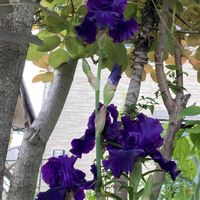 ジャーマンアイリス,かわいい,楽しみ〜,花のある暮らし,小さな幸せ♡の画像