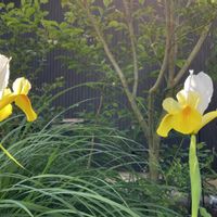 アポロ,ダッチアイリス・アポロ,ガーデニング,庭の宿根草,春の庭の画像