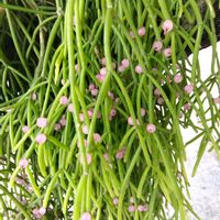 リプサリス,沖縄,南国植物,南国の植物の画像