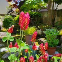 ストロベリーキャンドル,ツツジ,かわいい,鉢植え,花のある暮らしの画像