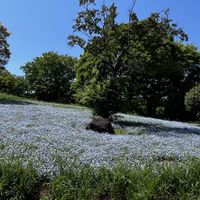 ネモフィラ,ノンフィルター,国営昭和記念公園,B型,ブルーのお花の画像