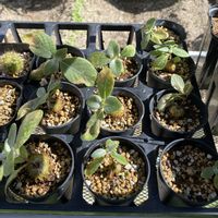シンニンギア・レウコトリカ,塊根植物,コーデックス,みしょり隊,空たぁのシンニンギアの画像