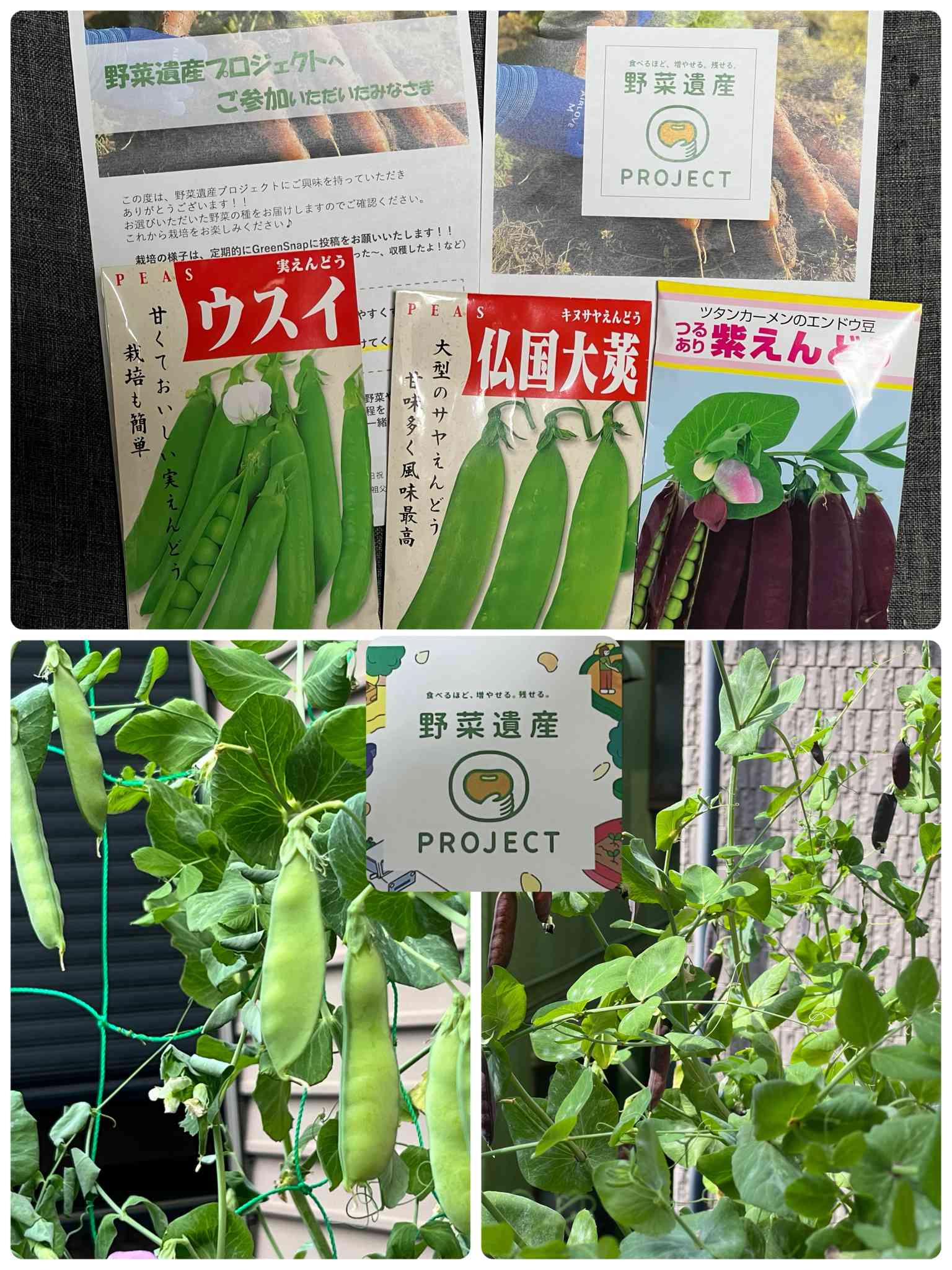 まなさまご確認用⚘.*˚ やすい