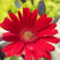 ガーベラ,赤い花,ガーデニング,ありがとう♡の画像