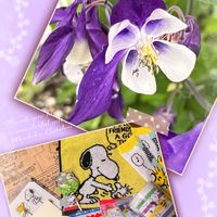 オダマキ,西洋オダマキ,花言葉,紫の花,素敵便の画像