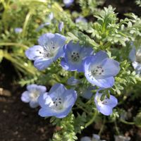 ネモフィラ,ネモフィラ,花言葉,青い花,県立相模原公園の画像