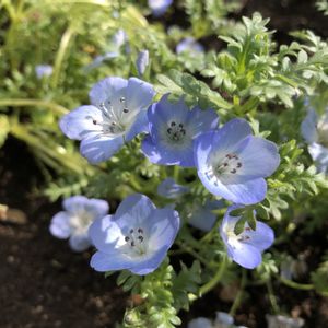 ネモフィラ,ネモフィラ,花言葉,青い花,県立相模原公園の画像