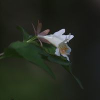 ツクバネウツギ,自然,山野草,白い花,癒しの画像