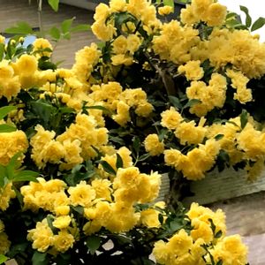 モッコウバラ,黄モッコウバラ,花のある暮らし,庭の画像