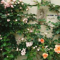 バラ,マイガーデン,庭の花,今日の花,つるバラの画像