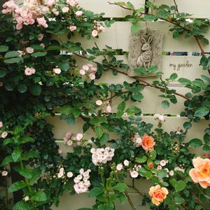 バラ,マイガーデン,庭の花,今日の花,つるバラの画像