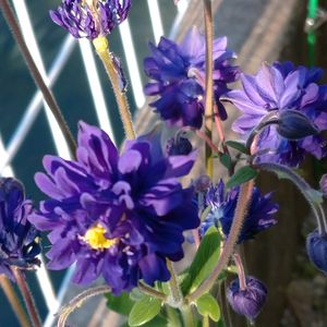 西洋オダマキ,花壇,山野草,紫の花,庭の画像