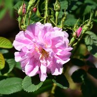 バラ カザンリク,バラ カザンリク,ダマスクローズ・カザンラク,つるバラ,一季咲きの画像
