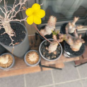 パキポディウム・グラキリス,塊根植物とか,成長記録,植木鉢,記録の画像