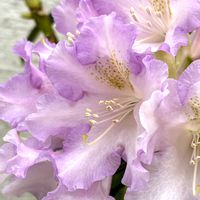 西洋シャクナゲ,鉢植え,花木,藤色の花の画像